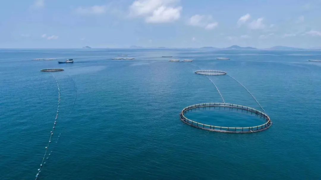 蚝凭“海”贵｜品尝生蚝犹如亲吻一片大海