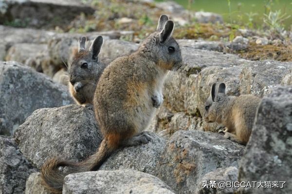 这种动物叫猫非猫，却是猫科动物喜爱的猎物，因人类捕杀濒临灭绝