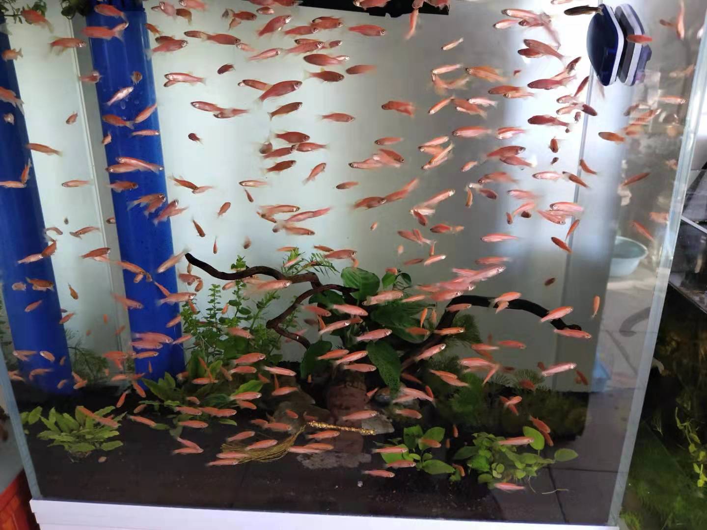 孔雀鱼可以和迷你鹦鹉鱼一起养吗,孔雀鱼可以跟迷你鹦鹉鱼一起养吗