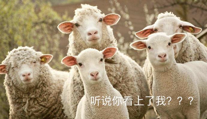 渚垮疁1000涔癷phone,799鍏冧拱iphone11