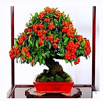 火棘树挂满果图,火棘花开