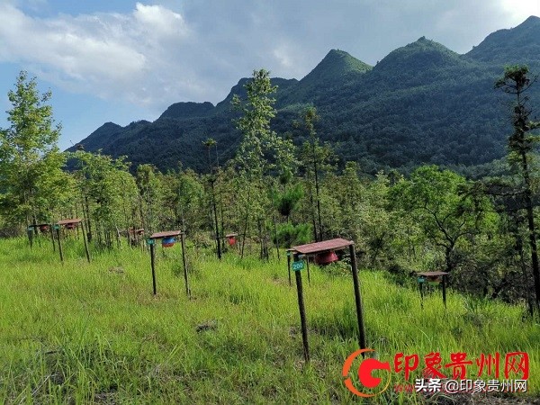 杨蓉鸿：镇宁大山深处喂养野蜂的苗家人