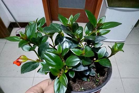 小金鱼花扦插可以把枝泡水生根吗,小金鱼水培扦插方法