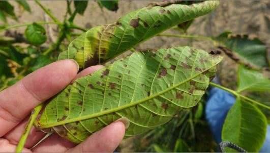 核桃炭疽病幼果期开始发作，采取4项措施就能有效防治