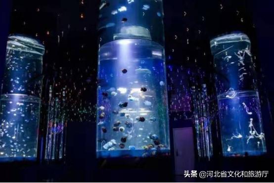 海洋公园特价35元起,快来唤醒来自世界各地的海洋居民吧!