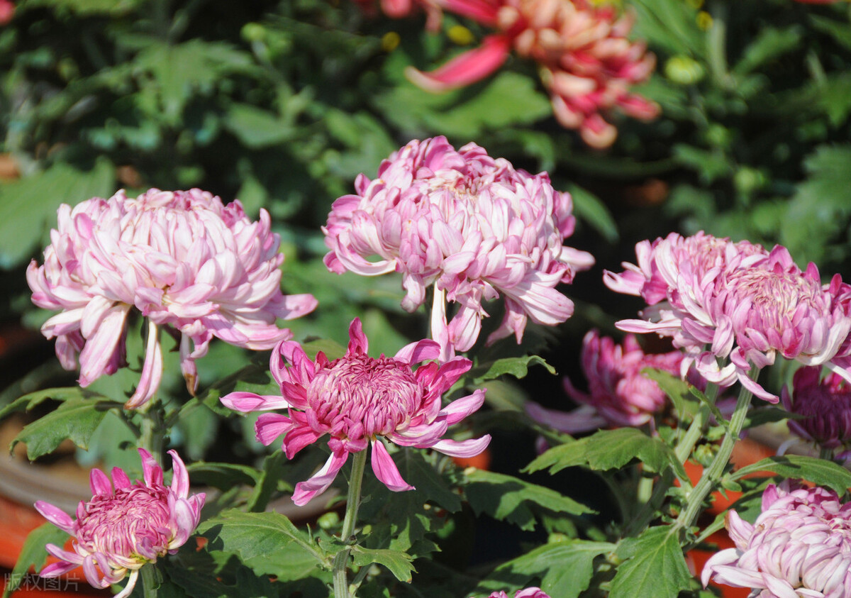 重阳节赏菊正当时，推荐国内这9个地方的赏菊好去处，沉浸式赏花