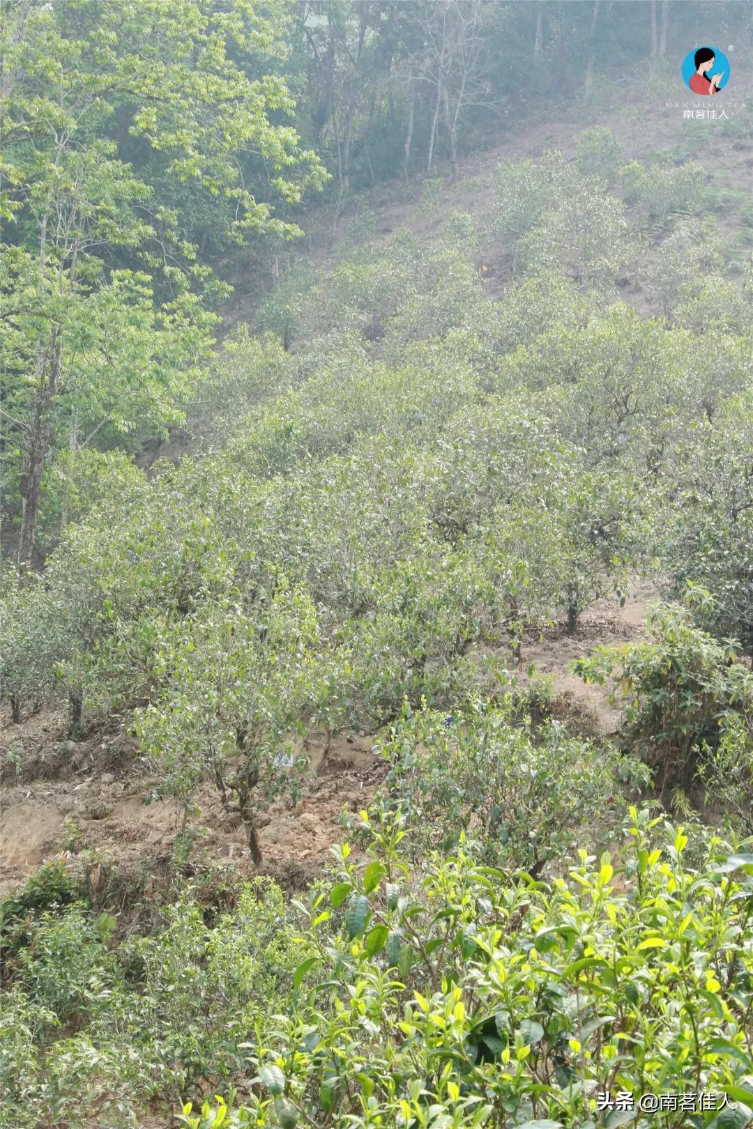 冰岛五寨糯五价格,冰岛五寨谁最有性价比