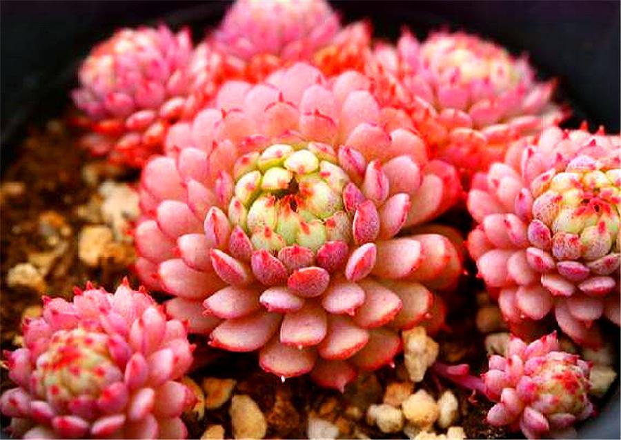 可爱的多肉萌宠,多肉植物小精灵怎么养