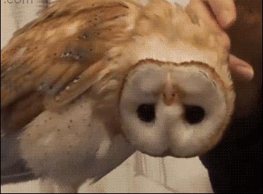 50条让你震惊的冷知识,这十个冷知识确实涨见识