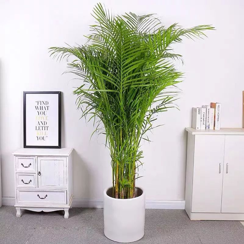 吸甲醛净化空气最好的绿植,除甲醛净化空气的室内绿植