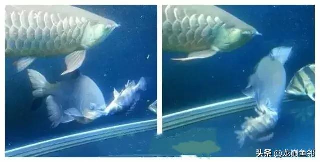 巴西亚能和飞凤一起混养吗,金龙巴西亚飞凤混养