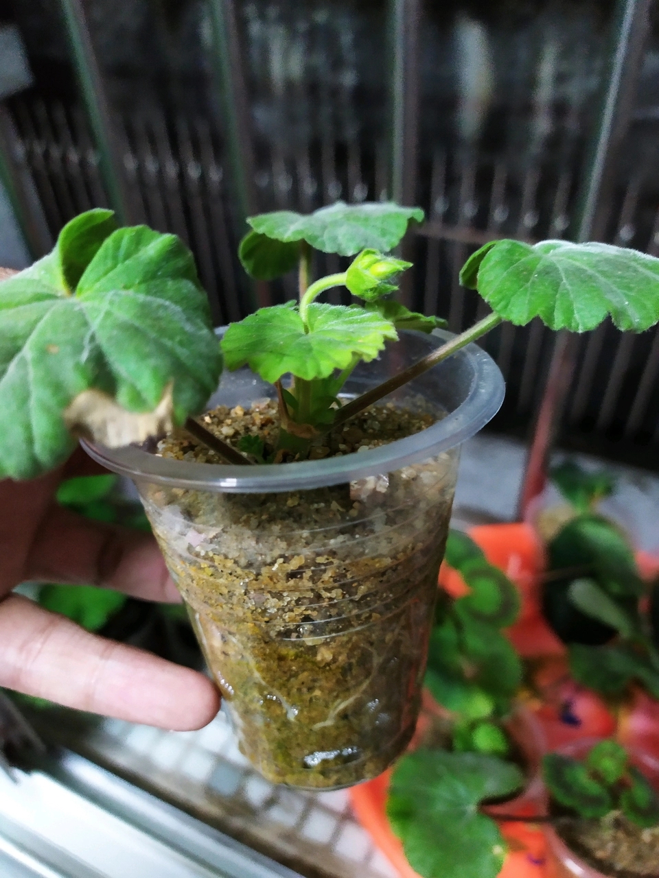 秋天扦插花苗,秋天扦插的小苗