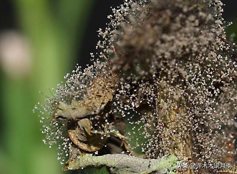 月季叶子枯萎怎么修剪,月季灰霉