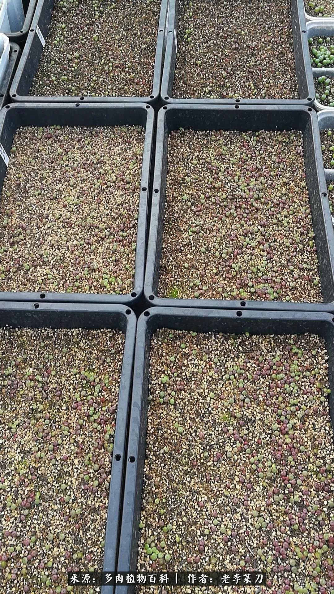 生石花僵苗怎么办,生石花谢后怎么办