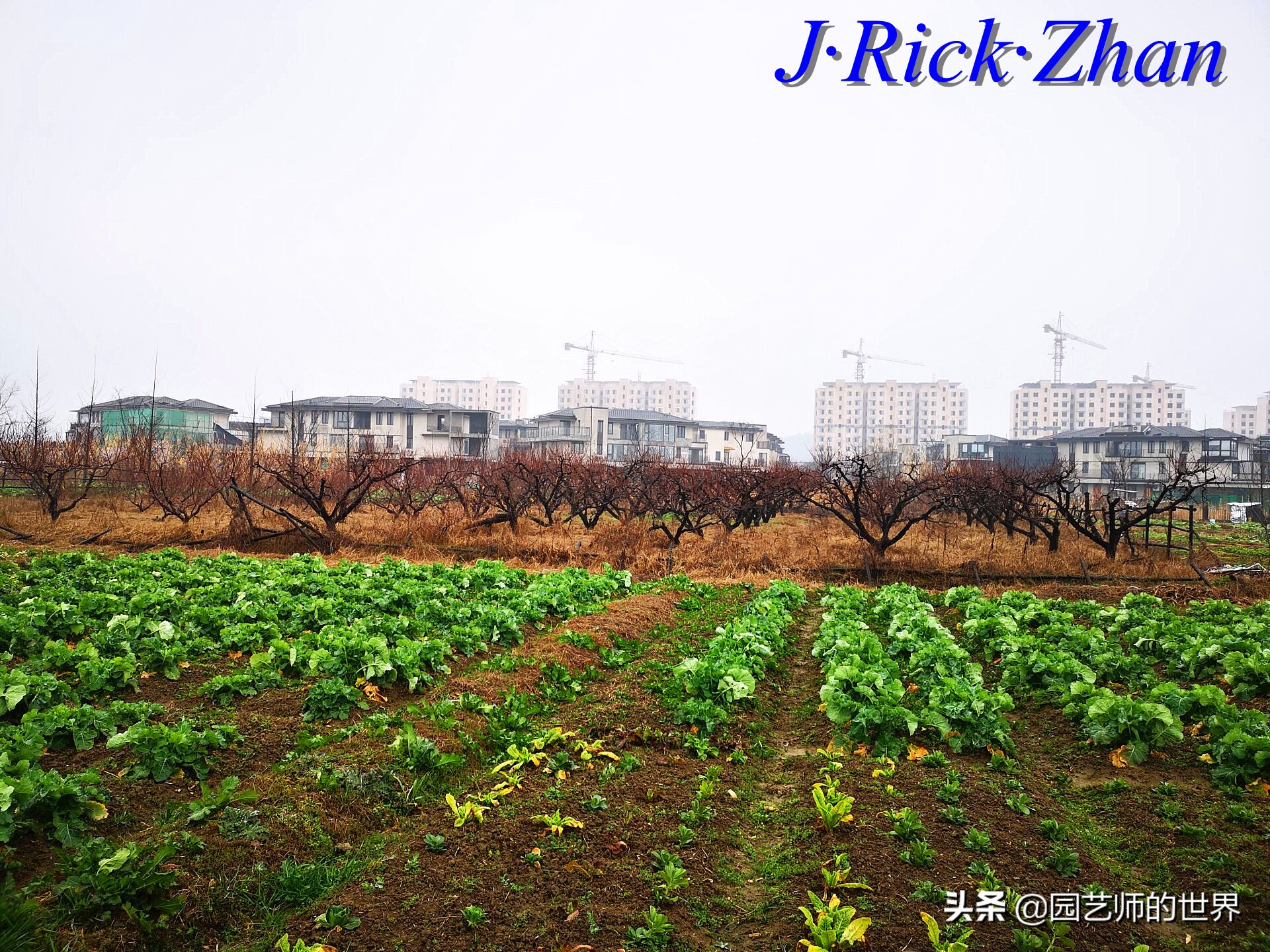 园艺研学报告,园艺园林研学