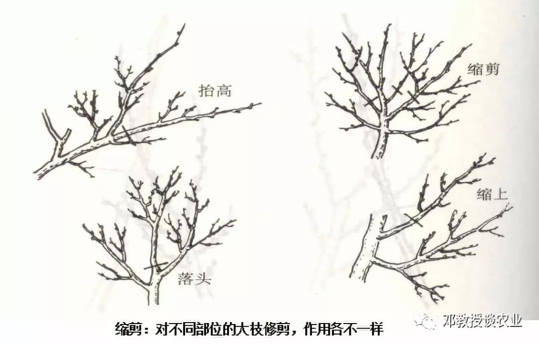 学会修剪盆景,学会修剪花枝