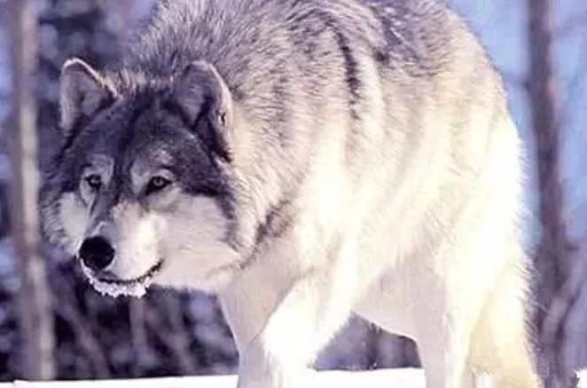 世界上最危险的两种树,世界上最危险的三个森林第三名