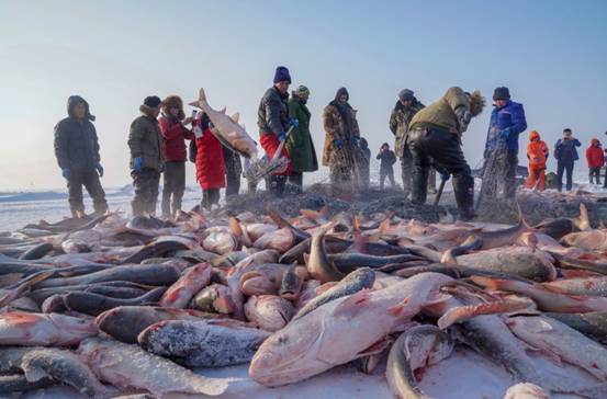 查干湖捕鱼基本上捕多少斤,查干湖冬捕每年什么时间捕鱼
