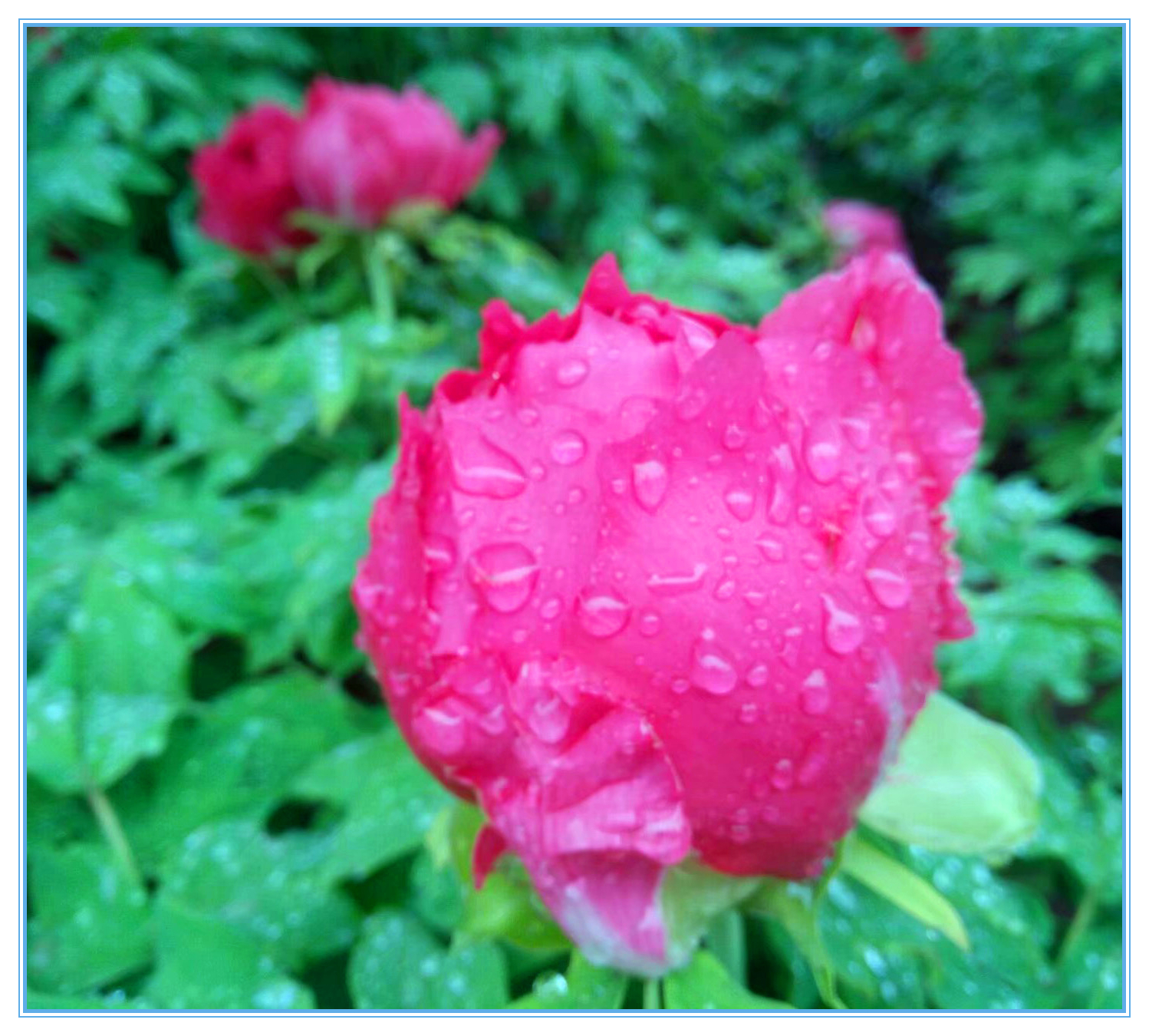 赞牡丹花古诗词,国色天香牡丹展古诗