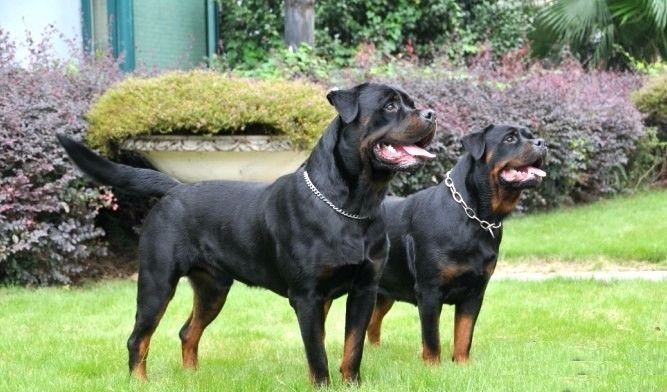 警用防暴犬罗威纳犬,罗威纳是护卫犬还是防暴犬