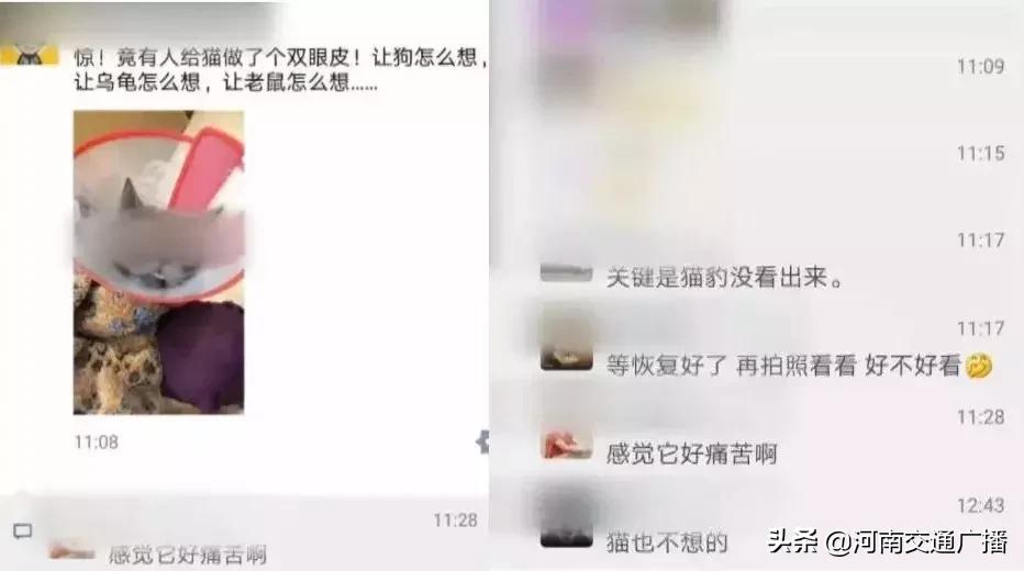 有人竟花1万给猫拉了双眼皮！网友炸锅：考虑过猫的感受吗？