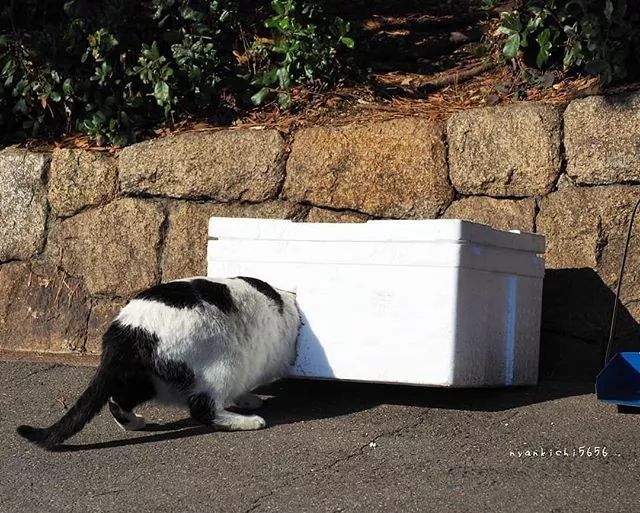 镜头下的猫视频,盘点那些可怜的流浪猫
