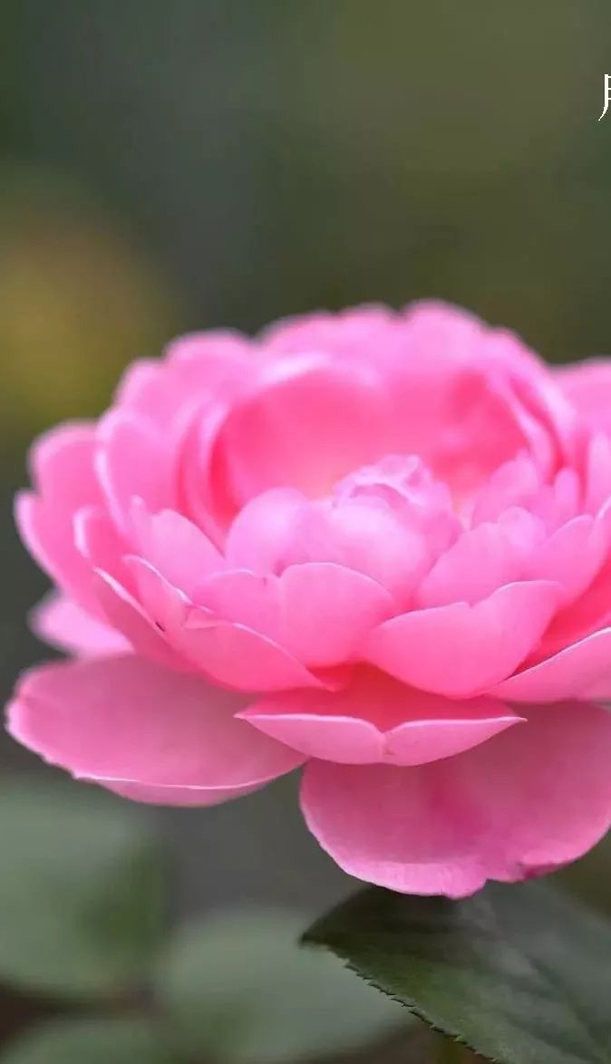 花店里同款的两种不同价格的花材,花店最容易被顾客误解的几种花材