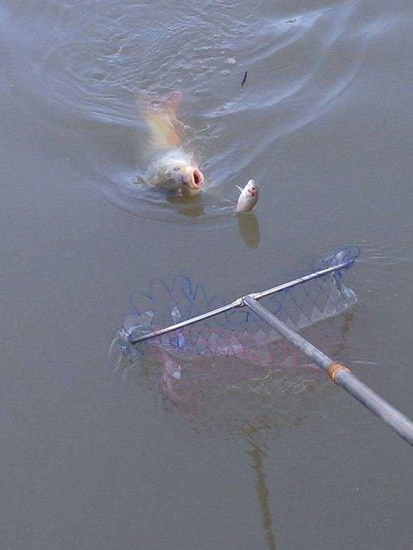 窝里有鱼不开口视频,窝里有鱼泡为什么没口