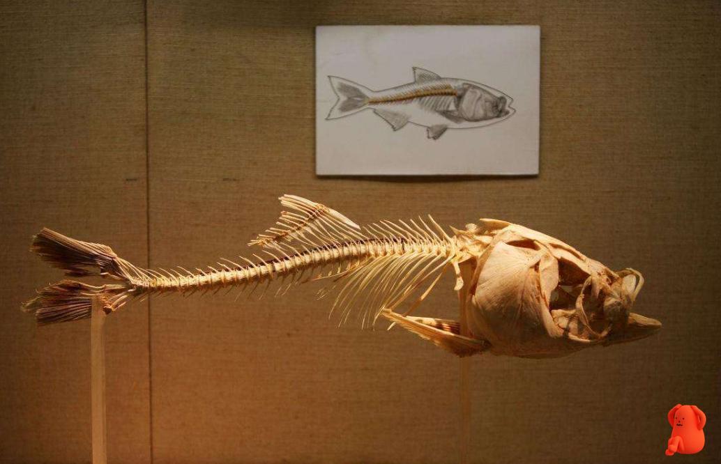 孩子被鱼刺卡喉了妈妈一定要知道,孩子被鱼刺卡喉了喝什么