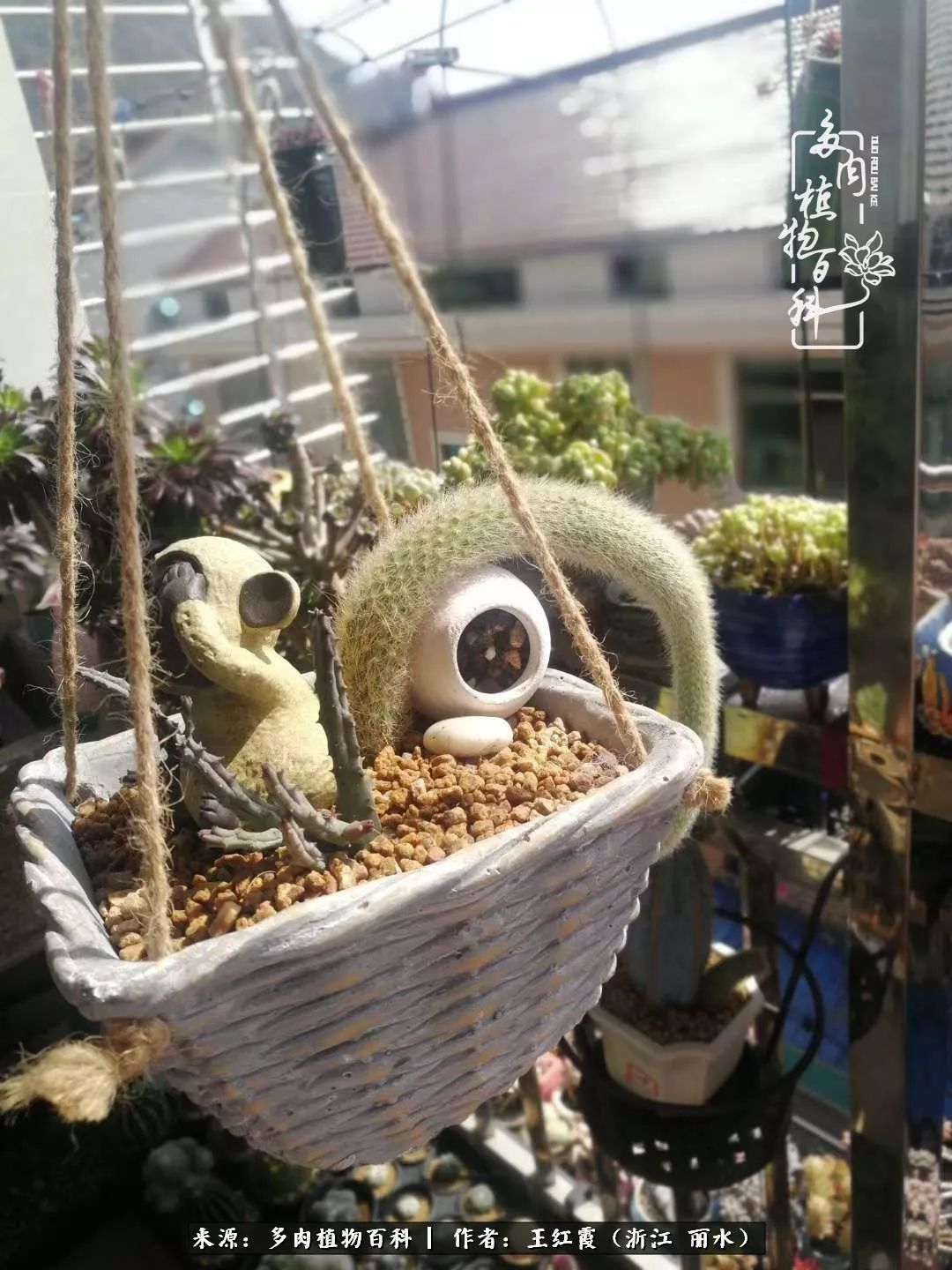 仙人球春天露养条件,仙人球露养条件