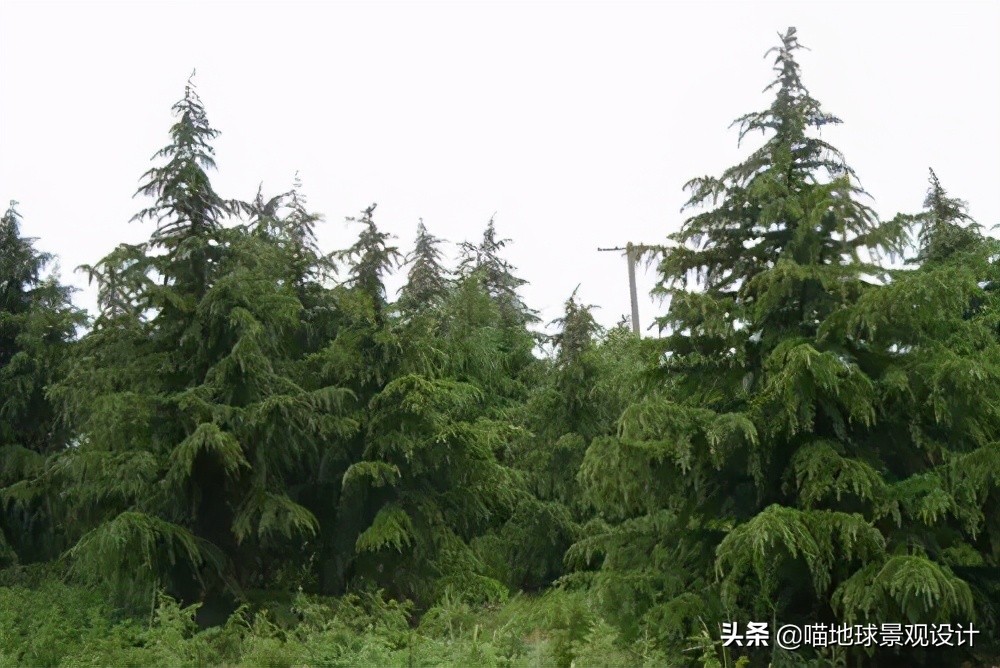 耐旱耐盐碱植物有哪些,耐盐碱的植物有哪些
