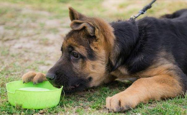 “德牧”的优点太多了，网友：养了之后就不想换了