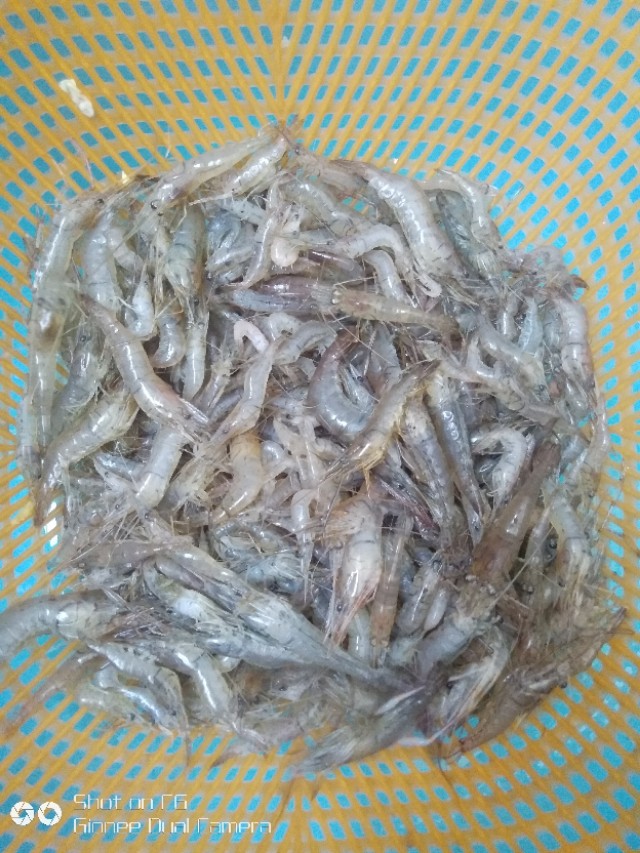 韭菜炒河虾酒店做法,韭菜炒河虾食堂大锅菜经典菜谱