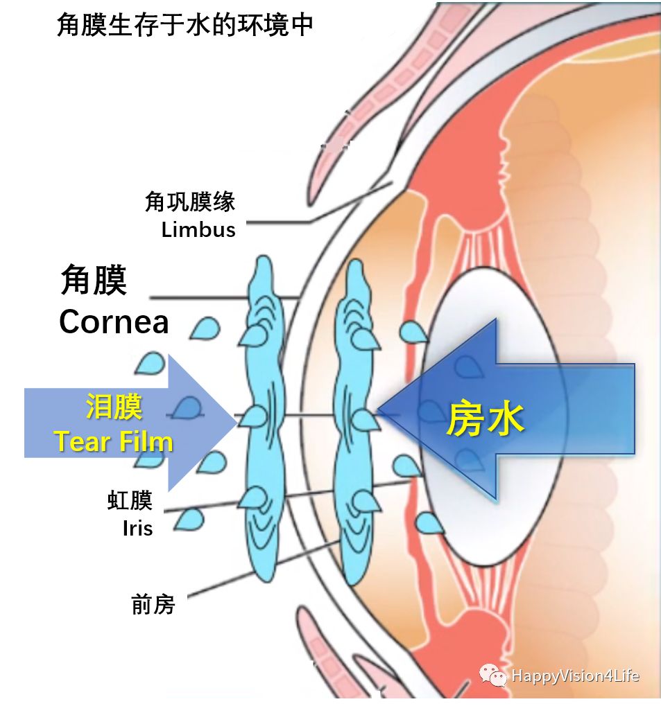洞察超乳术后角膜的水肿