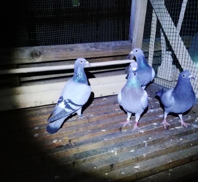 同窝鸽子体型差距大该怎么办？