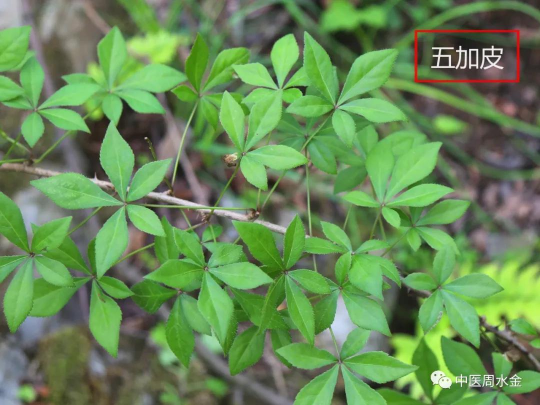 品味本草之美（第一季）