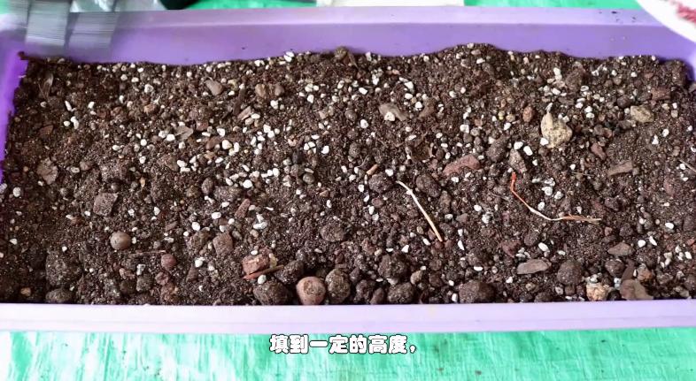 家庭盆栽香菜想要出芽率高，种子处理有技巧，种一盆够一家人吃