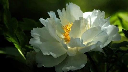 白牡丹最漂亮的品种,白牡丹究竟是谁
