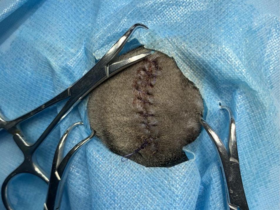 猫咪额头鼓起来软软的怎么回事,猫咪额头红怎么回事