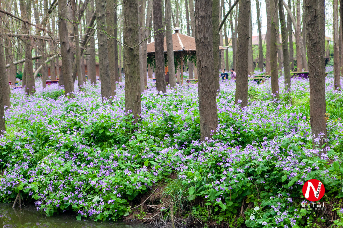 兴化看油菜花一日游,兴化千亩油菜花旅游