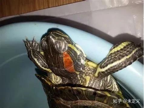 小乌龟白眼病吐出分泌物,土霉素能治乌龟白眼病吗