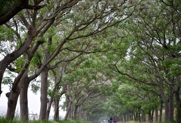 每天认识一味中草药丁香,每天认识一种植物九里香