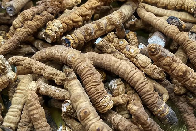 曾经被人捧上天的野草,曾经万人追捧的神药如今无人问津