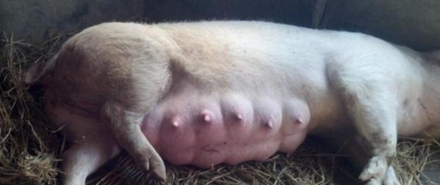 母猪产后用地米会使母猪无乳吗,母猪产后无乳综合症