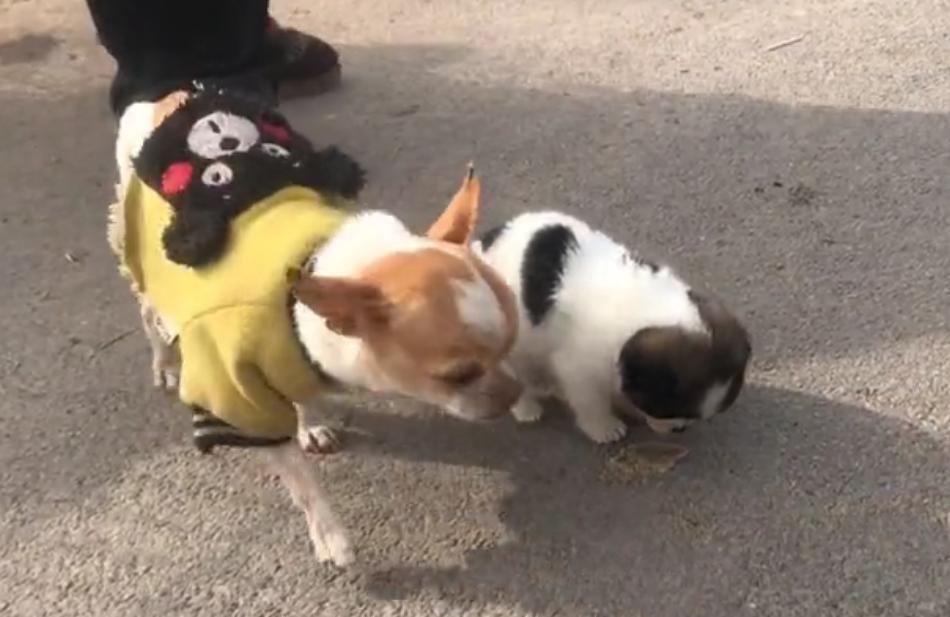 吉娃娃犬生小狗,吉娃娃犬刚生下来是什么样子