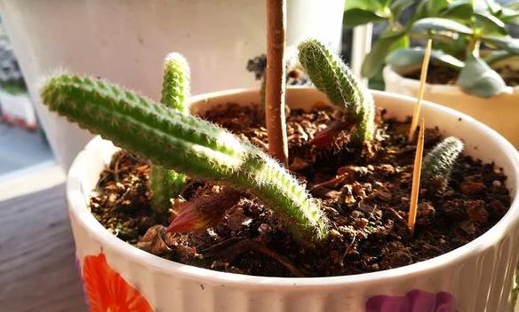 如何养护、扦插仙人指？按照3步操作，蹭蹭开出双层花