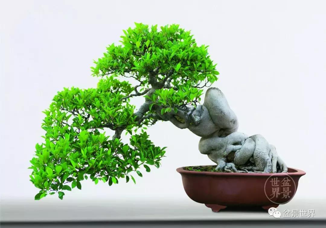榕树悬崖式盆景欣赏,大师榕树盆景的精妙之作