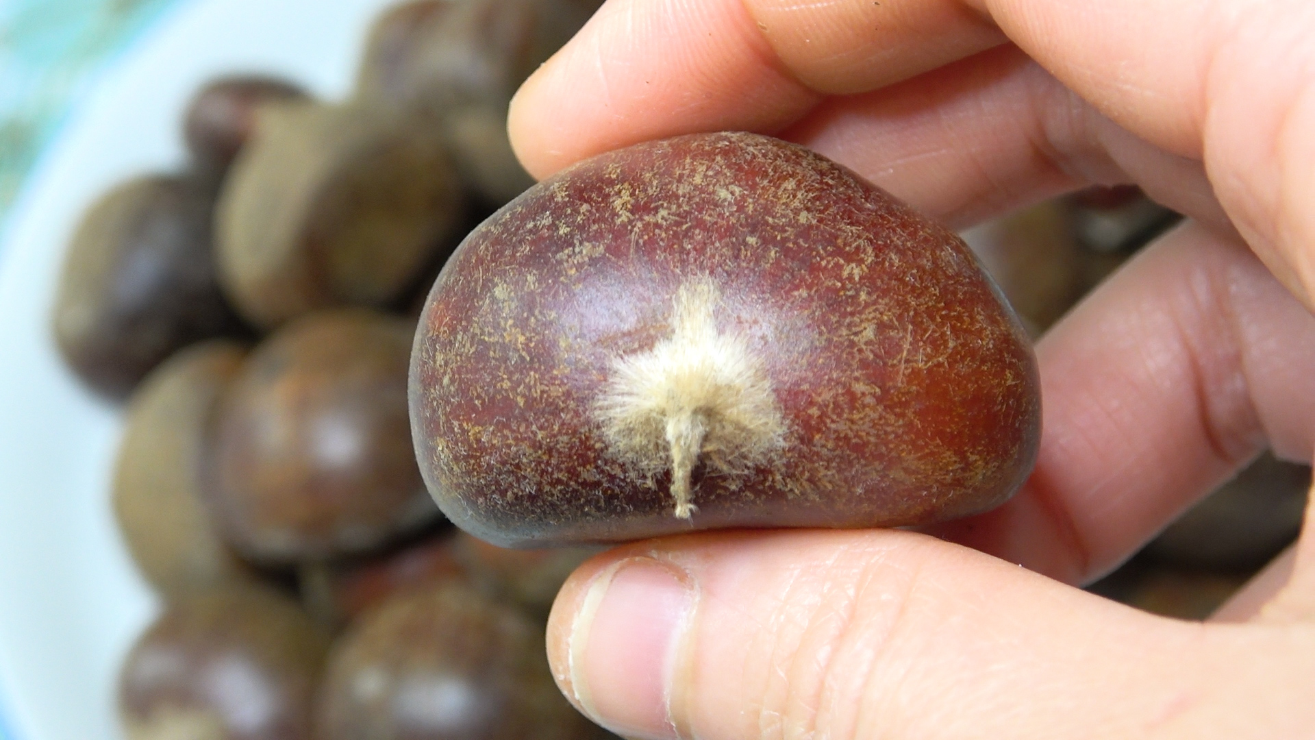 买板栗要带壳还是不带壳,买板栗挑扁的还是圆的