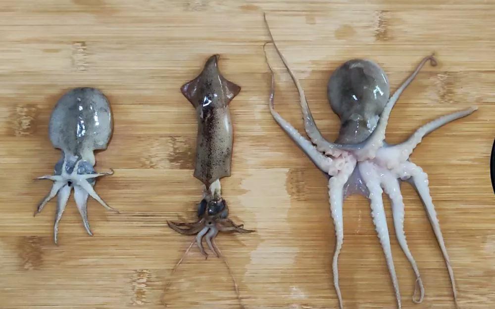 鱿鱼章鱼乌贼墨鱼八爪鱼区别,鱿鱼章鱼和乌贼区别