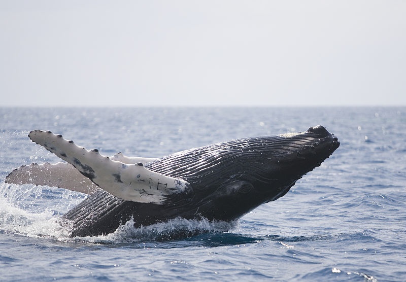 20个超有趣的冷知识问题,有知识又好笑的冷知识
